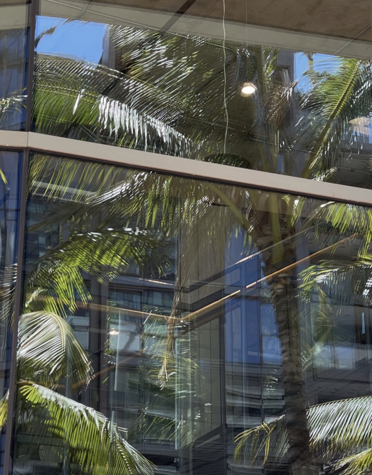 Glass Window with Palm Tree Reflection